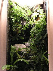 2 feet vertical Vivarium Setup ( Hidden Jungle )