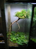 2 feet vertical Vivarium Setup (: Zen :)