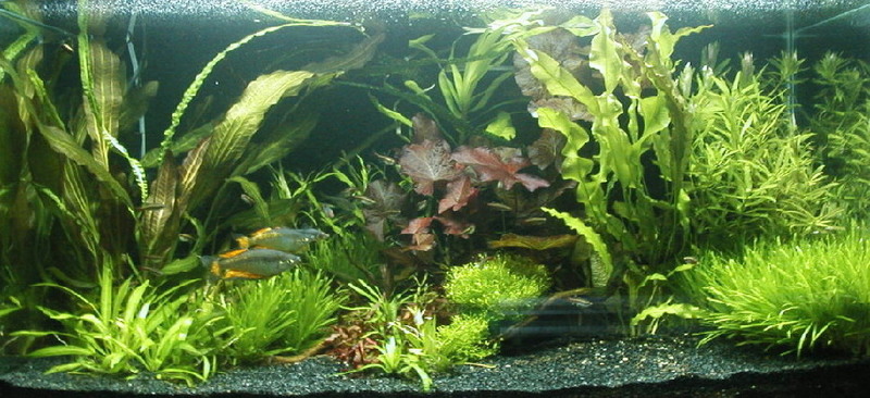 4 footer Dutch scape tank ( Rainbow themed series )