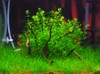 1 ft cube aquascape