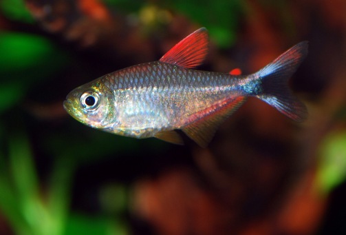 Hyphessobrycon pandurini