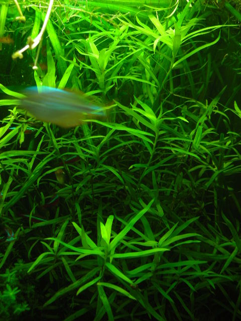 DSCN0039