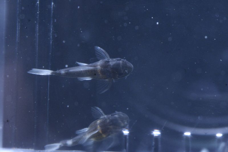 Pseudacanthicus Spinosus Sp. L096/l160 Wrigglers