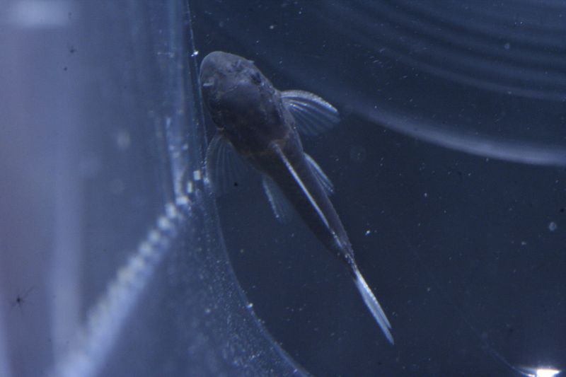 Pseudacanthicus Spinosus Sp. L096/l160 Wrigglers