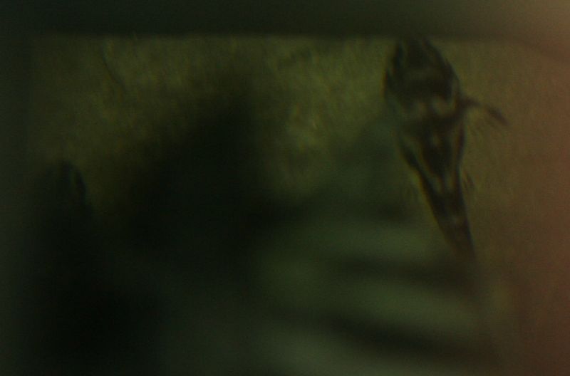 L046 Zebra Pleco fry