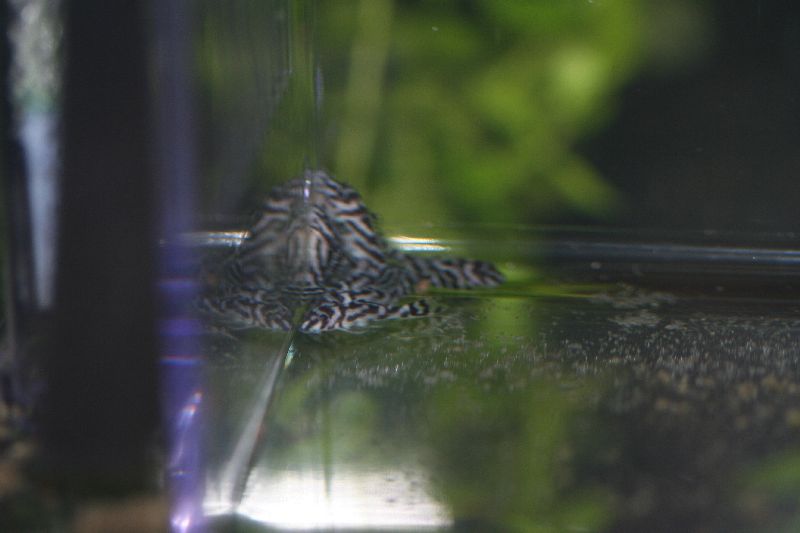 L046 zebra pleco fry