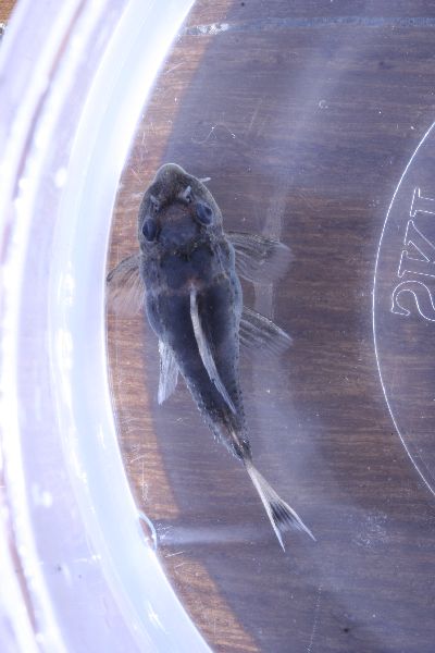 Pseudacanthicus Sp. L096 Fry