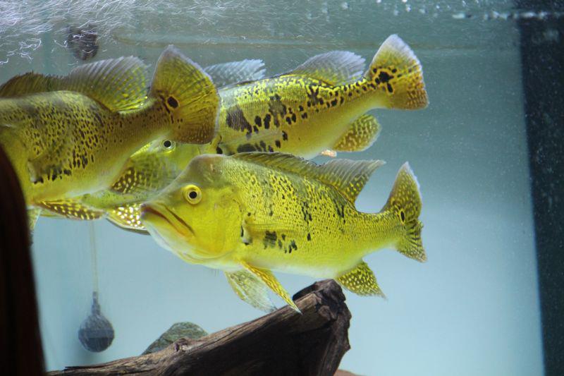 Cichla kelberi