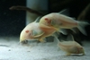 Corydoras sterbai albino