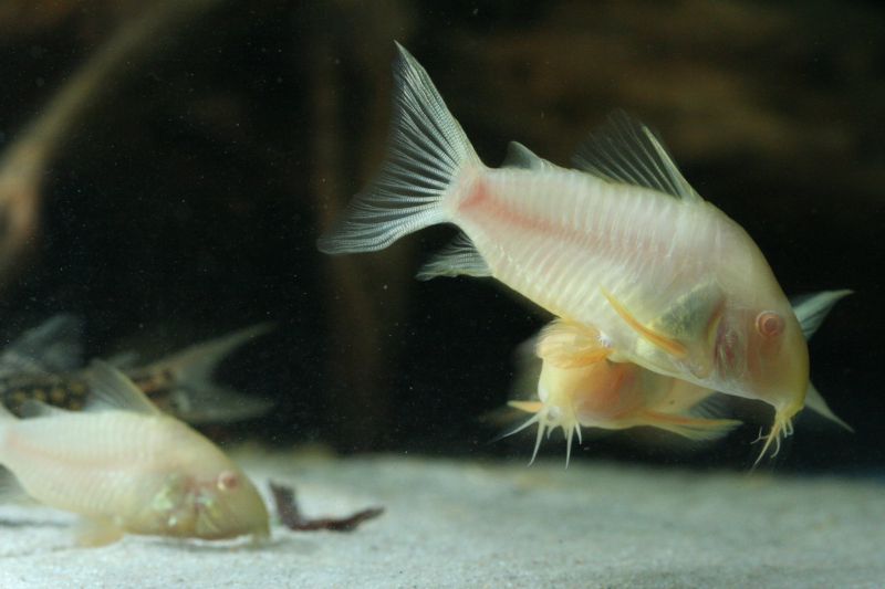 Corydoras sterbai albino