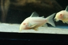 Corydoras sterbai albino