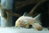 Corydoras sterbai albino