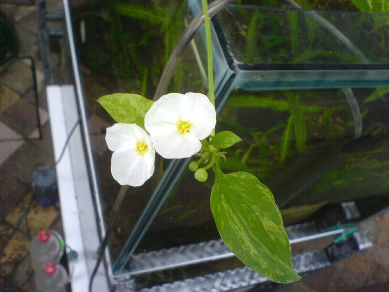 Echinodorus cordifolius 'Tropica Marble Queen'