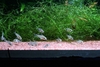 Corydoras hastatus