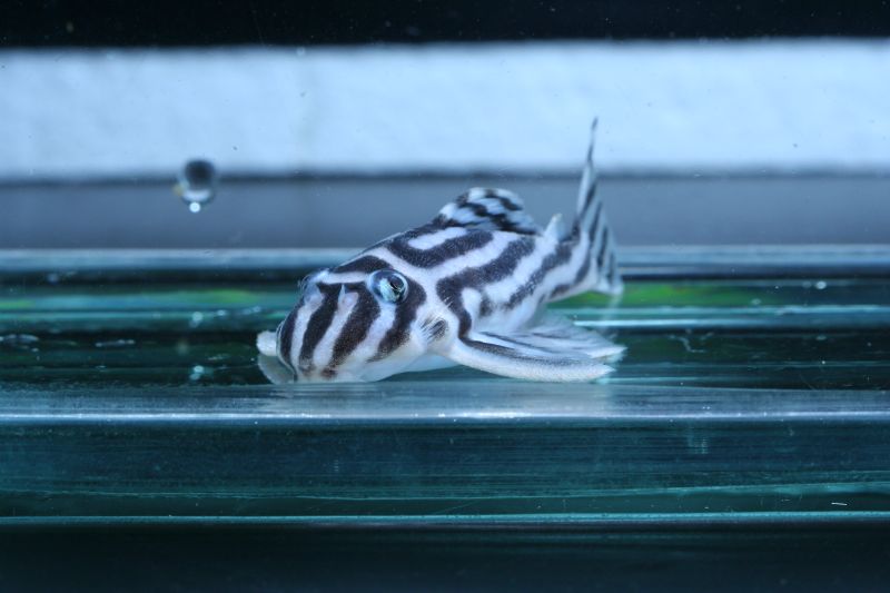 L046 Zebra Pleco - Blue-Eyes Female