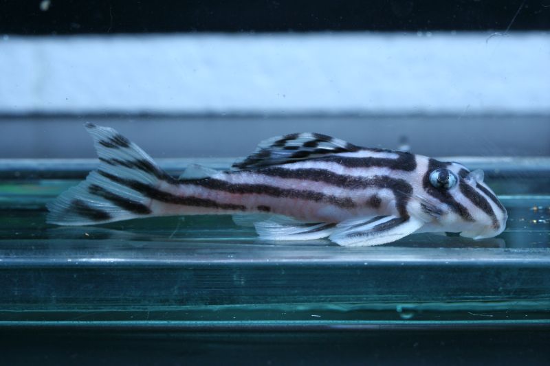 L046 Zebra Pleco - Blue-Eyes Female