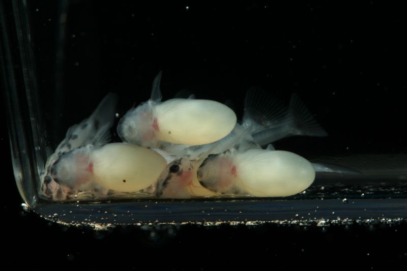 L046 Hypancistrus Zebra fry 3 days old