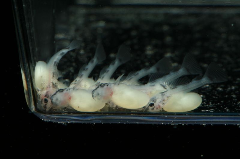 L046 Hypancistrus Zebra fry 3 days old