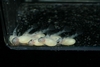 L046 Hypancistrus Zebra fry 3 days old