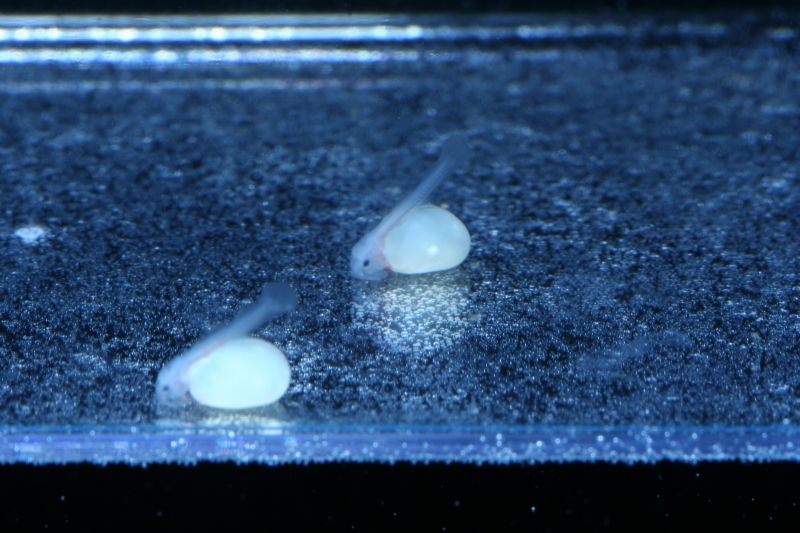 Hypancistrus zebra fry L046