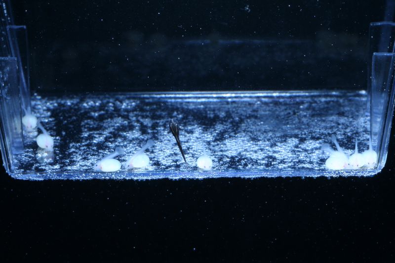 Hypancistrus zebra fry L046