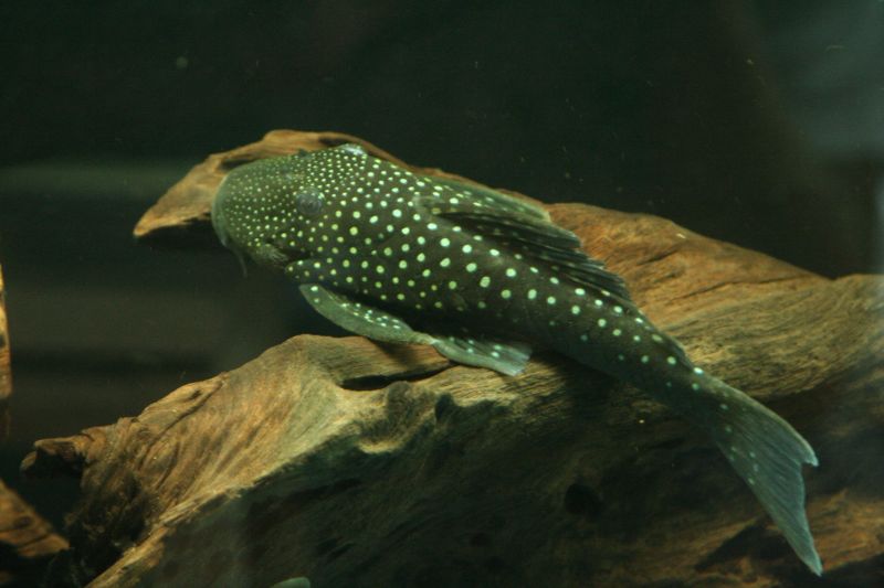 L128 Blue Phantom Pleco