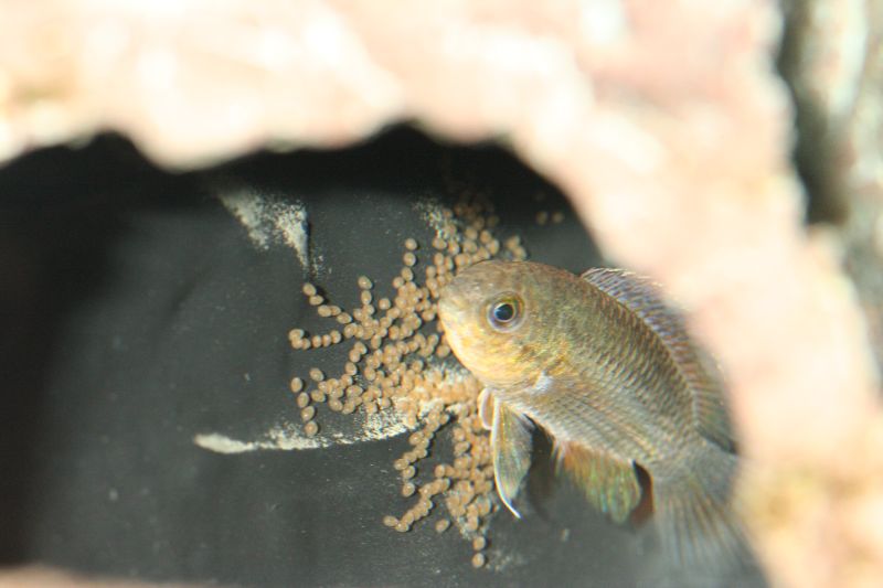 Nannacara anomala female with eggs