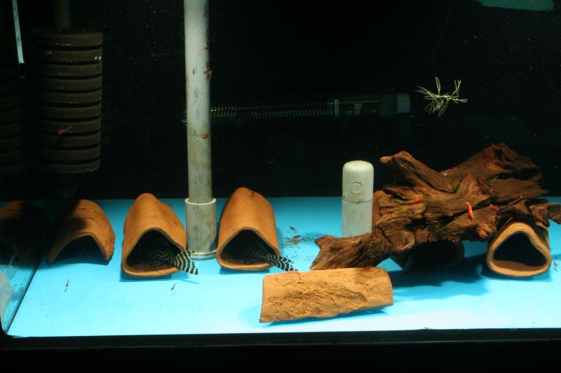 Handmade Ceramic Pleco Caves and Shelter