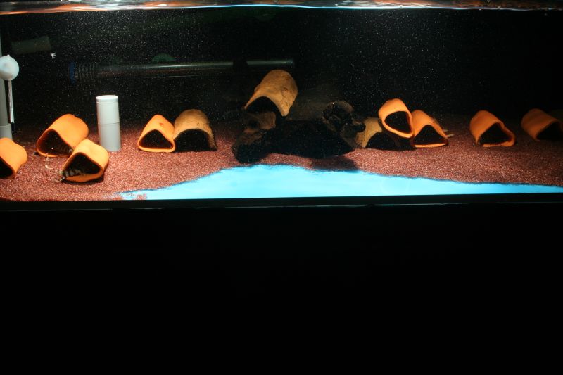 Handmade Ceramic Pleco Caves and Shelter