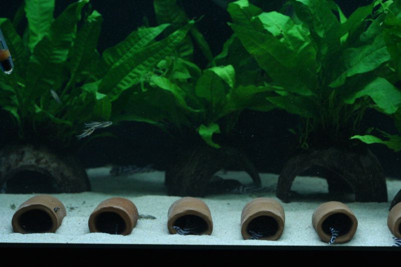 Handmade Ceramic Pleco Caves and Shelter