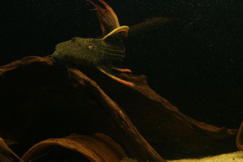 Pseudacanthicus Sp. L025 Scarlet Cactus Pleco