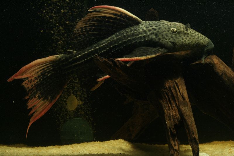 Pseudacanthicus Sp. L025 Scarlet Cactus Pleco