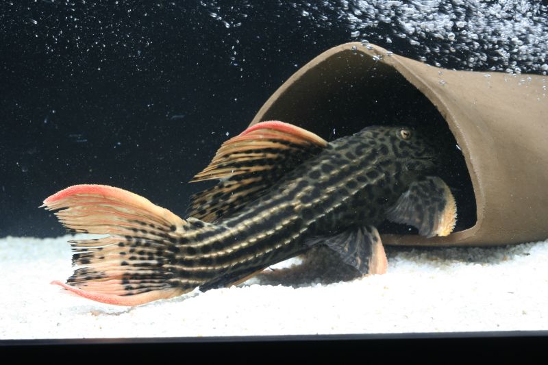 Pseudacanthicus Sp. L025 Scarlet Cactus Pleco