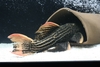 Pseudacanthicus Sp. L025 Scarlet Cactus Pleco