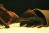 Pseudacanthicus Sp. L025 Scarlet Cactus Pleco