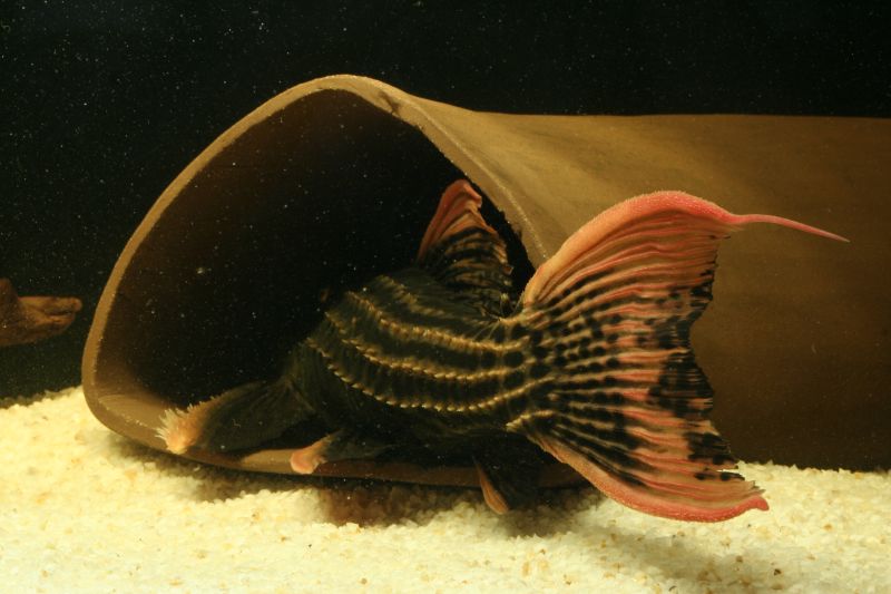 Pseudacanthicus Sp. L025 Scarlet Cactus Pleco