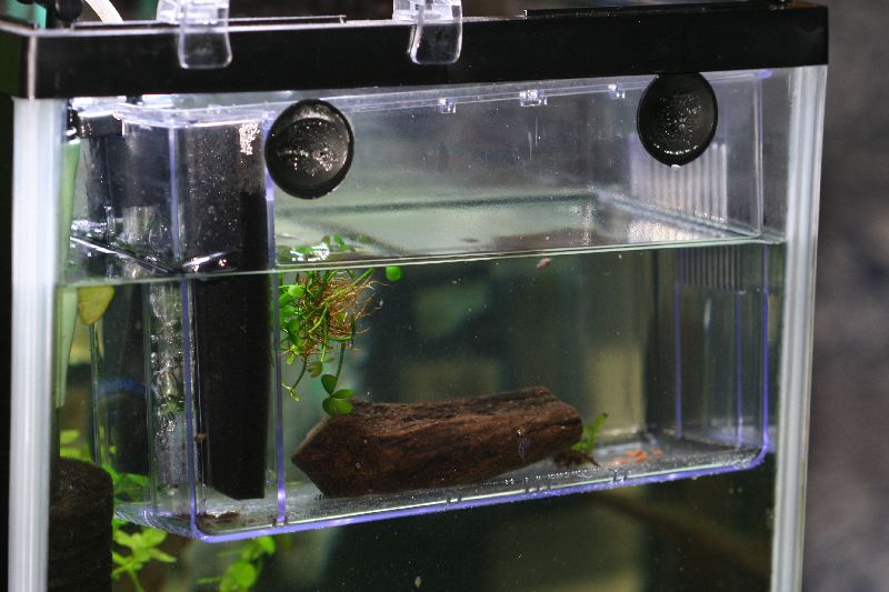 L046 zebra pleco fry breeder trap