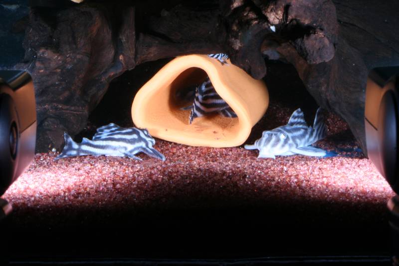 Hypancistrus Zebra L046 Bruiser