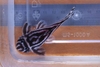 Hypancistrus Zebra L046 Bruiser
