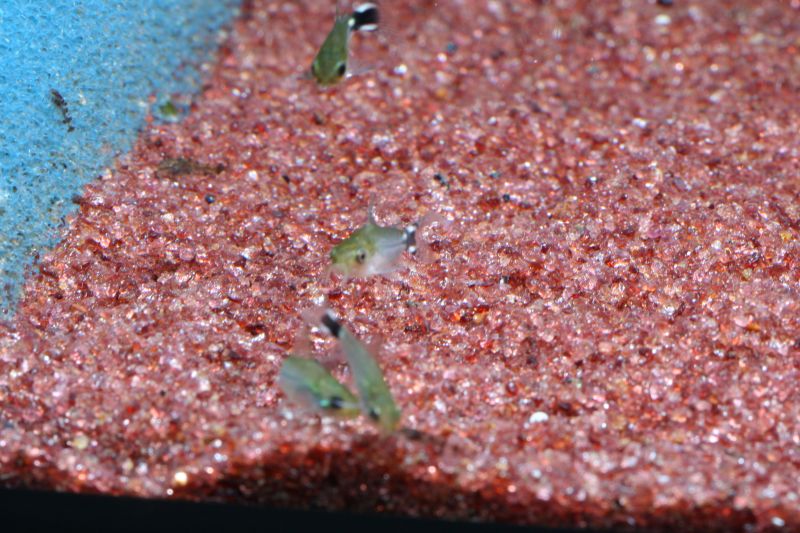 Corydoras Hastatus Fry