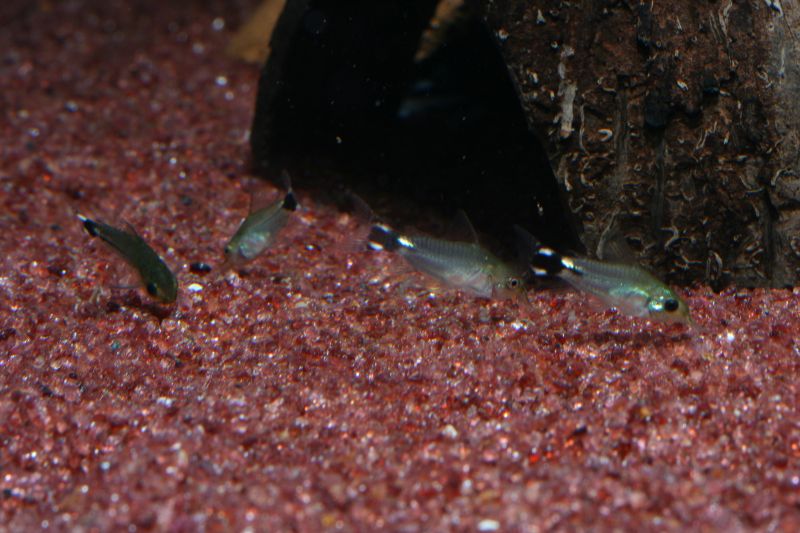 Corydoras Hastatus Fry