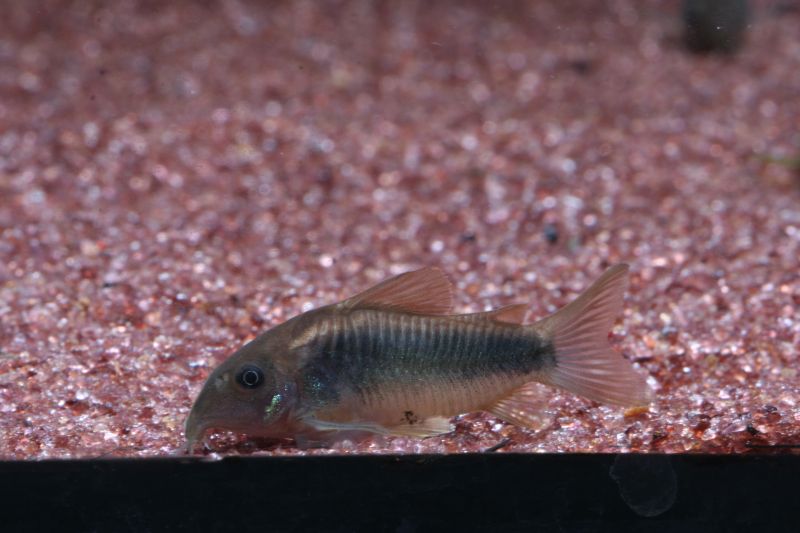 Corydoras Schultzei Aka Gold Shoulder