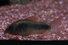 Corydoras Schultzei Aka Gold Shoulder