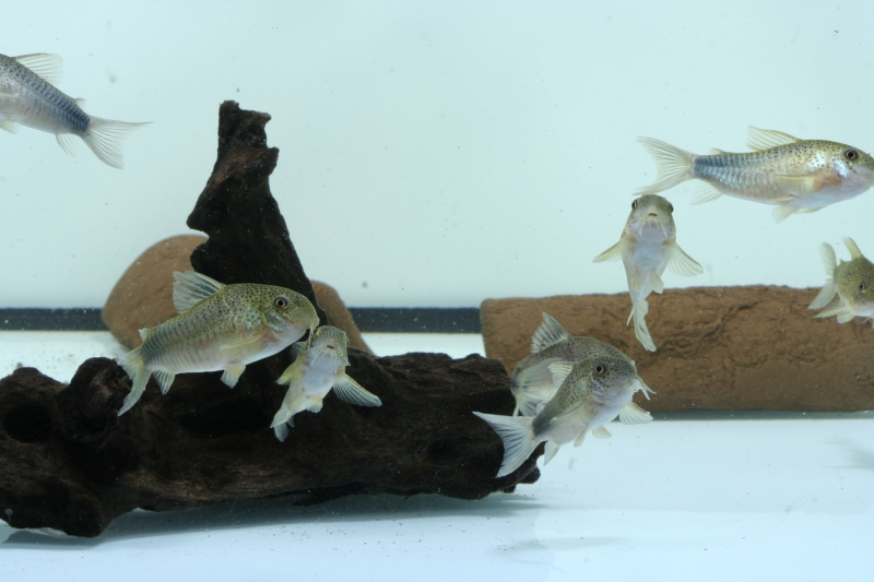 Corydoras similis