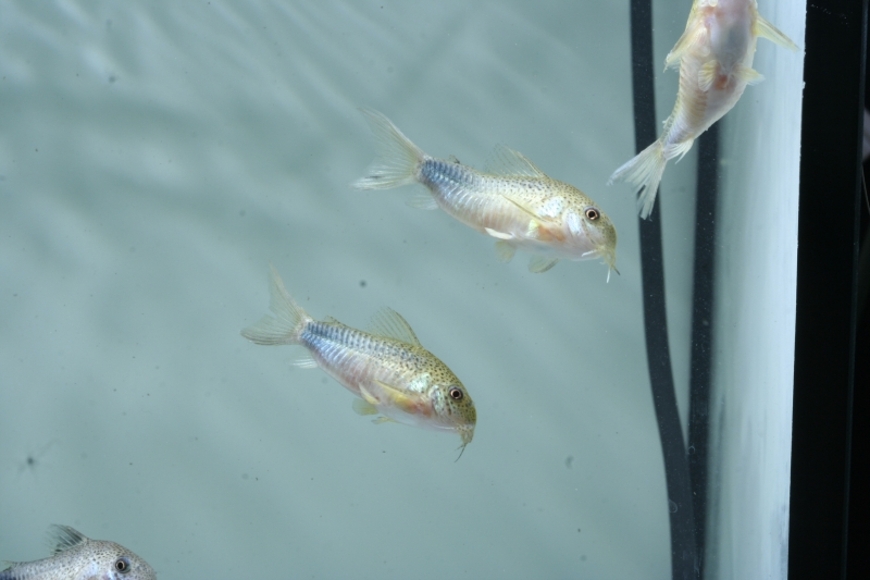 Corydoras similis