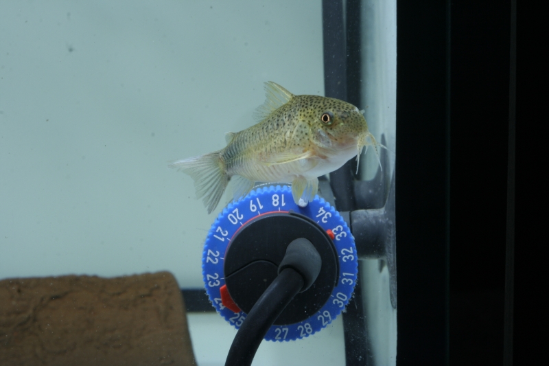 Corydoras similis