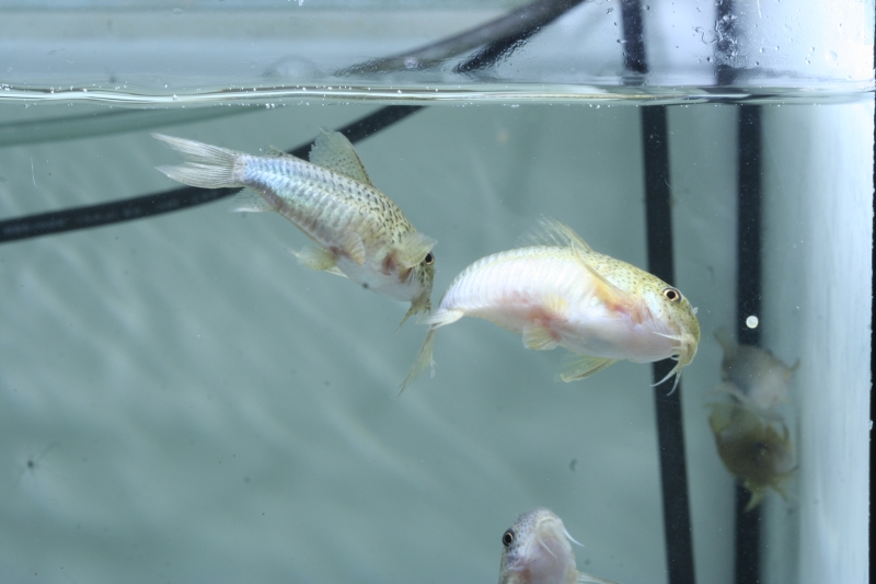 Corydoras similis