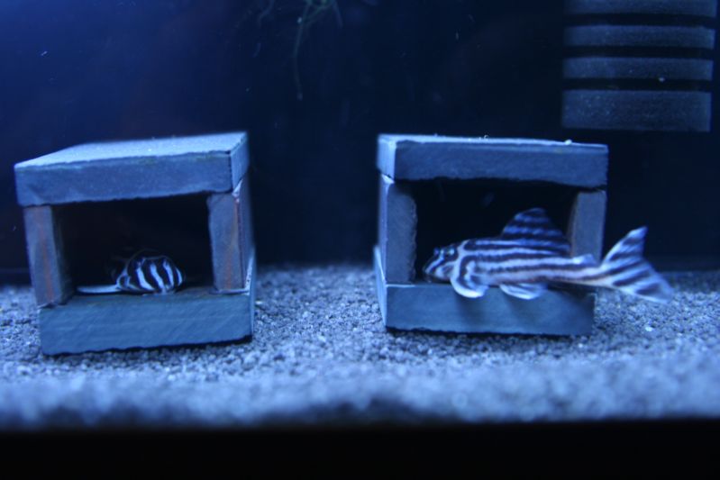 Pleco Caves zCliff