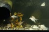 NKS Aquarium Corydoras tank