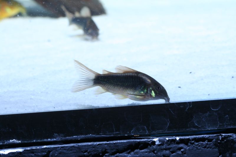 Corydoras Sp. Peru Green Laser